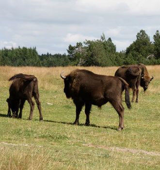 Pour vos randonnées en Lozère partze à la déécouverte de la réserve animalière du bison d'Europe situé à quelques kilometres du gîte Lou Saltret