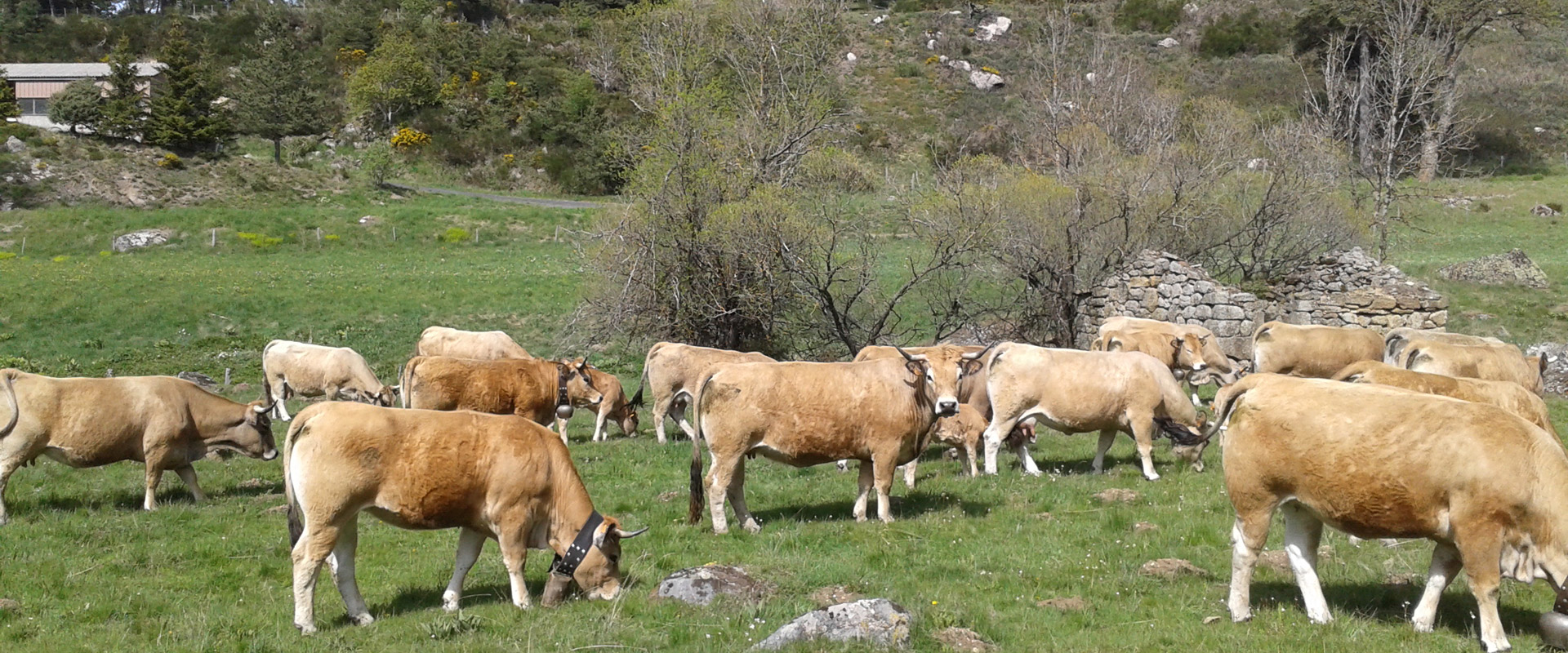 Vue d'un troupeau de vache dans les alentours du gîte Lou Saltret entre Cévennes et Aubrac au cœur de la Lozère, en Margeride